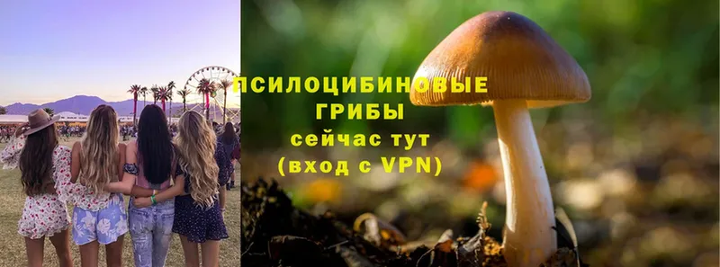 магазин продажи   Камызяк  Галлюциногенные грибы Psilocybine cubensis 